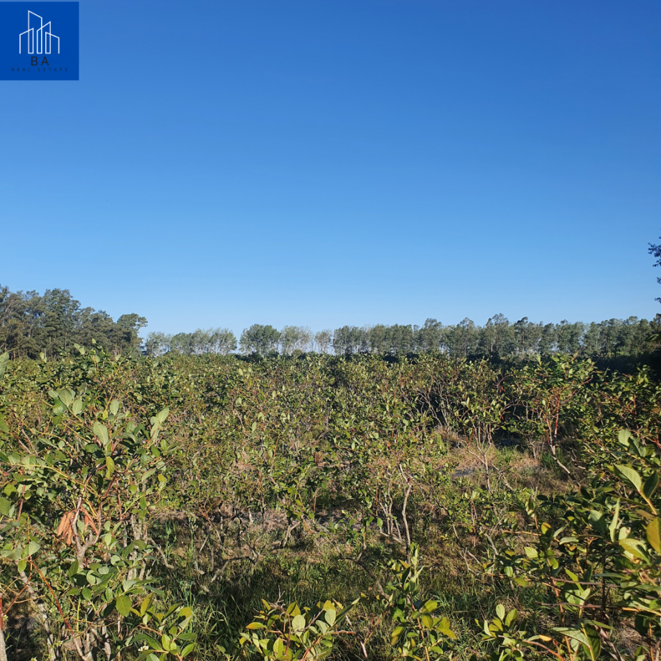CAMPO EN LIMA, ZARATE 83 HECTAREAS, C/ PEQUEÑA CASA