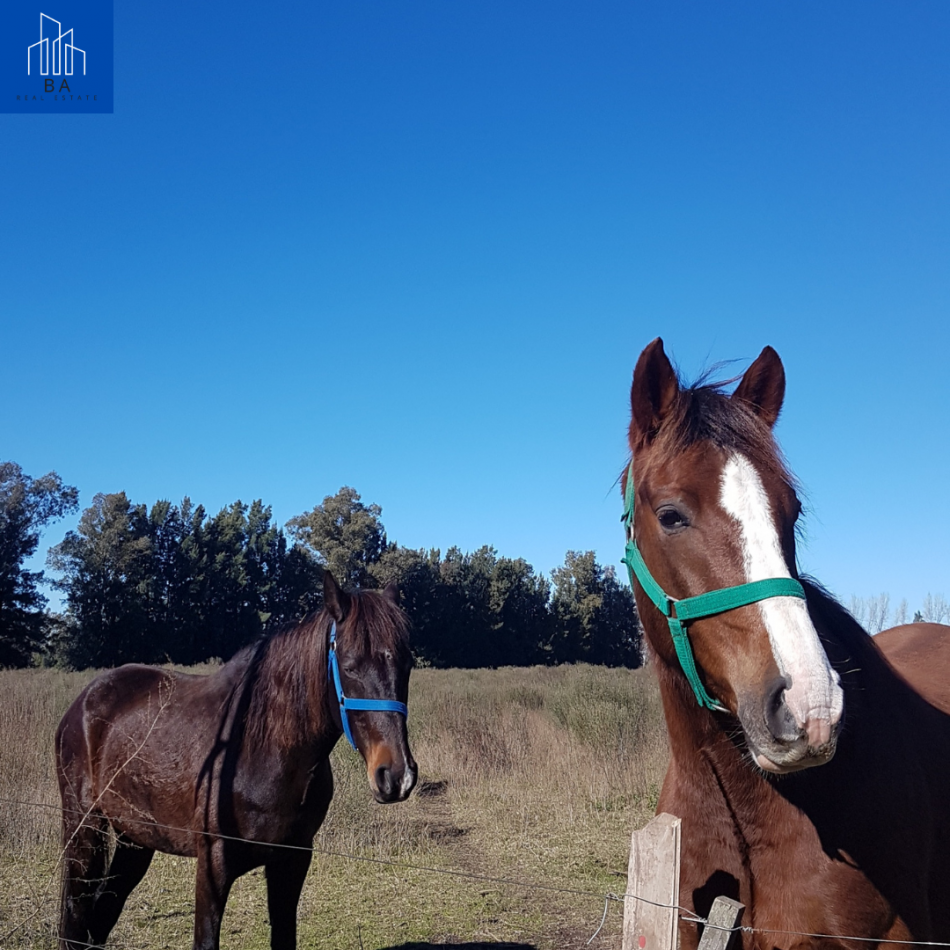 CAMPO EN LIMA, ZARATE 83 HECTAREAS, C/ PEQUEÑA CASA